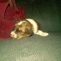 Flurry, a male Border Collie and Cocker Spaniel for sale in Mannsville, NY – Photo 5 of 6
