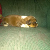 Flurry, a male Border Collie and Cocker Spaniel for sale in Mannsville, NY – Photo 4 of 6
