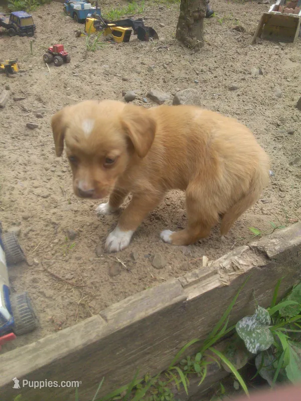 HARRY – Cocker Spaniel, Pomsky puppy on hold in Mannsville, NY