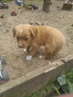 HARRY, a male Cocker Spaniel and Pomsky for sale in Mannsville, NY – 1 of 5