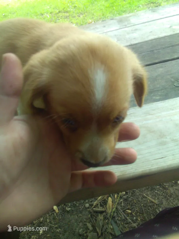 HENRY – Cocker Spaniel, Pomsky puppy for sale in Mannsville, NY