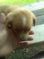 HENRY, a male Cocker Spaniel and Pomsky for sale in Mannsville, NY – 5 of 5