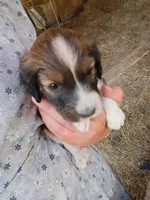 Ibsen, a male Border Collie and Cocker Spaniel for sale in Mannsville, NY – 4 of 7