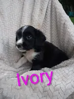 Ivory, a female Border Collie and Cocker Spaniel for sale in Mannsville, NY – 1 of 5