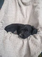 Iretta, a female Border Collie and Cocker Spaniel for sale in Mannsville, NY – 3 of 7