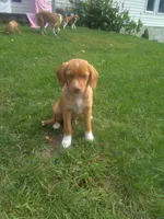 HARRY, a male Cocker Spaniel and Pomsky for sale in Mannsville, NY – 1 of 7