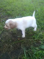 Hemi, a male Cocker Spaniel and Pomsky for sale in Mannsville, NY – 3 of 4