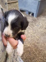 ISCARUS, a male Border Collie and Cocker Spaniel for sale in Mannsville, NY – 5 of 7
