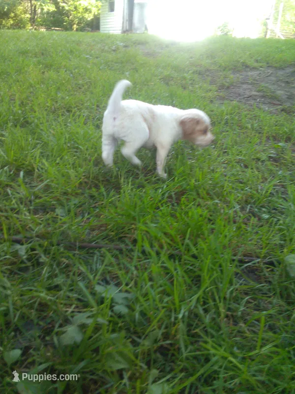 Hemi – Cocker Spaniel, Pomsky puppy for sale in Mannsville, NY