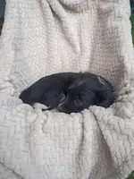 Iretta, a female Border Collie and Cocker Spaniel for sale in Mannsville, NY – 2 of 7