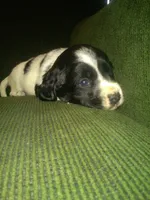 processed/7e9575a0-d274-4bbc-803d-a863c56f2bfc/listing/bc630143-cd7a-4ce8-b22f-fe4e93bcb488/44e83a49-01e3-4e5a-8cc5-1b317eeca8b0