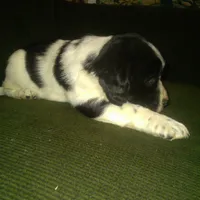 Gypsey, a male Border Collie and Cocker Spaniel for sale in Mannsville, NY – Photo 6 of 6