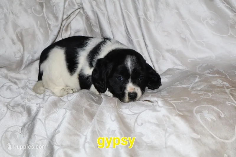 Gypsey