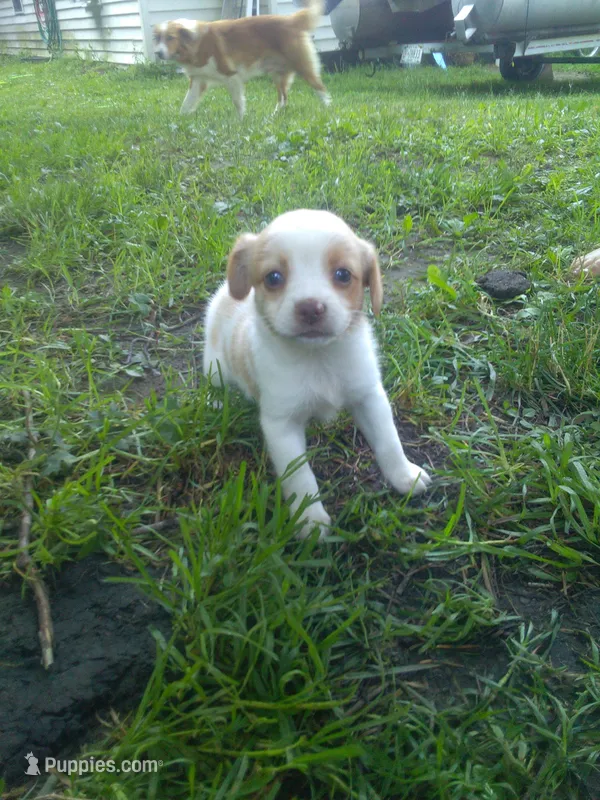 Harper – Cocker Spaniel, Pomsky puppy for sale in Mannsville, NY