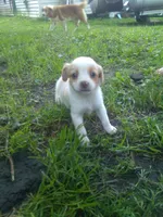 Harper, a female Cocker Spaniel and Pomsky for sale in Mannsville, NY – 1 of 3