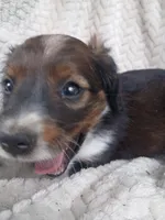 Illyana, a female Border Collie and Cocker Spaniel for sale in Mannsville, NY – 4 of 6