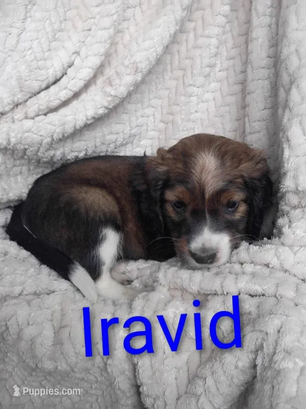 Iravid – Border Collie, Cocker Spaniel puppy for sale in Mannsville, NY