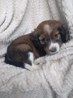 Iravid, a male Border Collie and Cocker Spaniel for sale in Mannsville, NY – 2 of 7