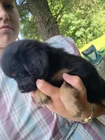 Huggable, a male Border Collie and Pomsky for sale in Mannsville, NY – 4 of 4