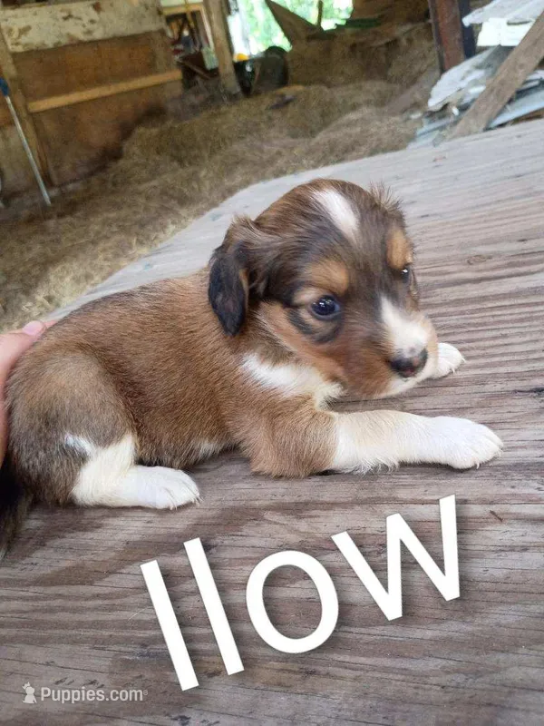 Ilow – Border Collie, Cocker Spaniel puppy for sale in Mannsville, NY