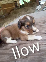 Ilow, a male Border Collie and Cocker Spaniel for sale in Mannsville, NY – 1 of 9