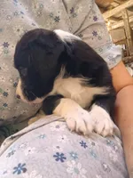 ISCARUS, a male Border Collie and Cocker Spaniel for sale in Mannsville, NY – 3 of 7