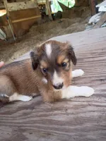 Ilow, a male Border Collie and Cocker Spaniel for sale in Mannsville, NY – 5 of 9