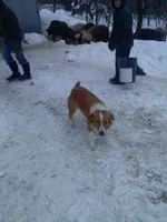 Ibsen, a male Border Collie and Cocker Spaniel for sale in Mannsville, NY – 6 of 7