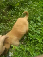 HARRY, a male Cocker Spaniel and Pomsky for sale in Mannsville, NY – 4 of 5