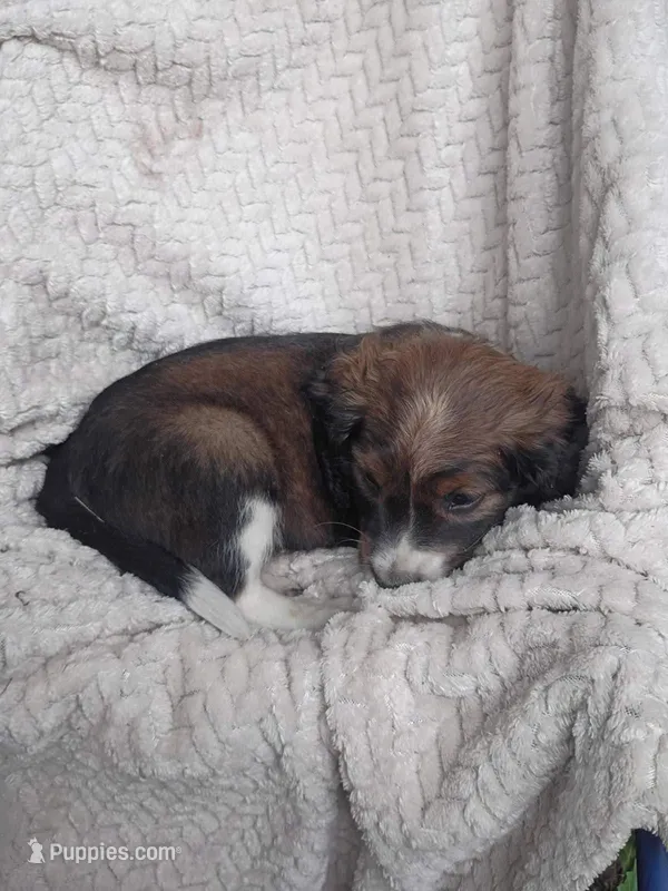 Iravid – Border Collie, Cocker Spaniel puppy for sale in Mannsville, NY