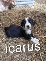 ISCARUS, a male Border Collie and Cocker Spaniel for sale in Mannsville, NY – 1 of 7