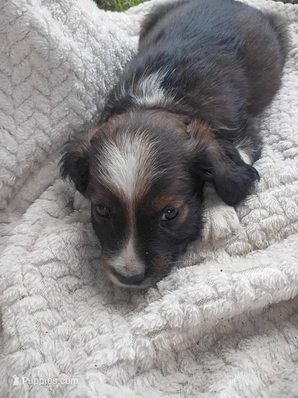 Ilow – Border Collie, Cocker Spaniel puppy for sale in Mannsville, NY