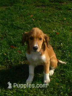 IBSEN – Border Collie, Cocker Spaniel puppy for sale in Mannsville, NY
