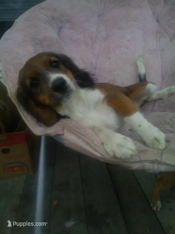 Iravid – Border Collie, Cocker Spaniel puppy for sale in Mannsville, NY