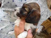 Ibsen, a male Border Collie and Cocker Spaniel for sale in Mannsville, NY – 1 of 7
