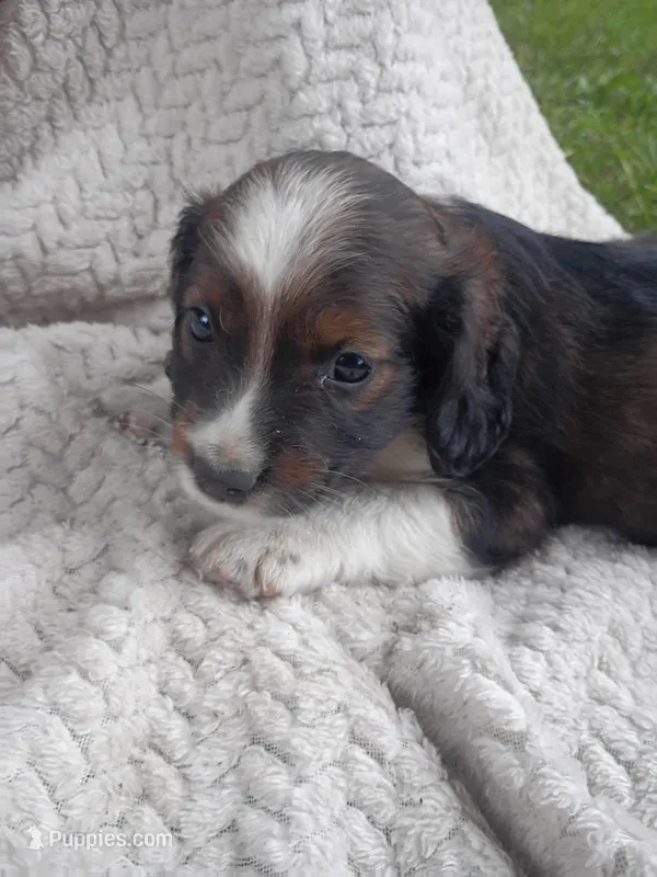 Ilow – Border Collie, Cocker Spaniel puppy for sale in Mannsville, NY