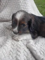 Izzie, a female Border Collie and Cocker Spaniel for sale in Mannsville, NY – 5 of 7