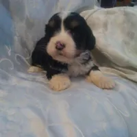 Glimmer, a female Border Collie and Cocker Spaniel for sale in Mannsville, NY – Photo 3 of 6