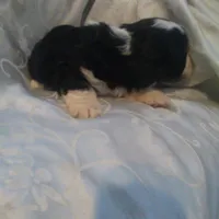 Glimmer, a female Border Collie and Cocker Spaniel for sale in Mannsville, NY – Photo 4 of 6