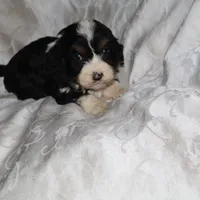 Glimmer, a female Border Collie and Cocker Spaniel for sale in Mannsville, NY – Photo 2 of 6