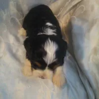 Glimmer, a female Border Collie and Cocker Spaniel for sale in Mannsville, NY – Photo 5 of 6