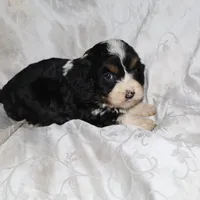 Glimmer, a female Border Collie and Cocker Spaniel for sale in Mannsville, NY – Photo 1 of 6