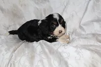 processed/7e9575a0-d274-4bbc-803d-a863c56f2bfc/listing/eaf61c0c-00db-42f2-9e4a-48edfd6347d5/f4865f71-ea0a-42b3-b7ad-5b1c42034cf3