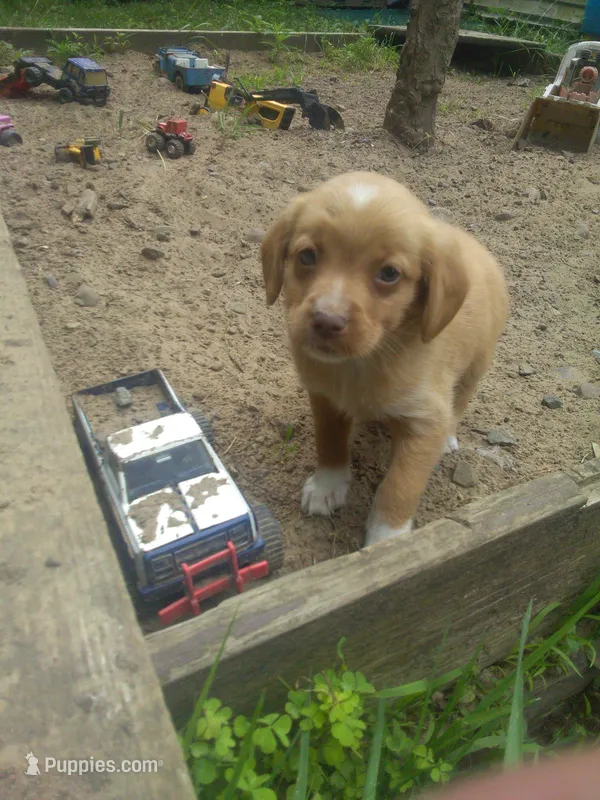 HARRY – Cocker Spaniel, Pomsky puppy for sale in Mannsville, NY