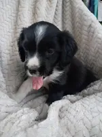 Ivory, a female Border Collie and Cocker Spaniel for sale in Mannsville, NY – 3 of 5