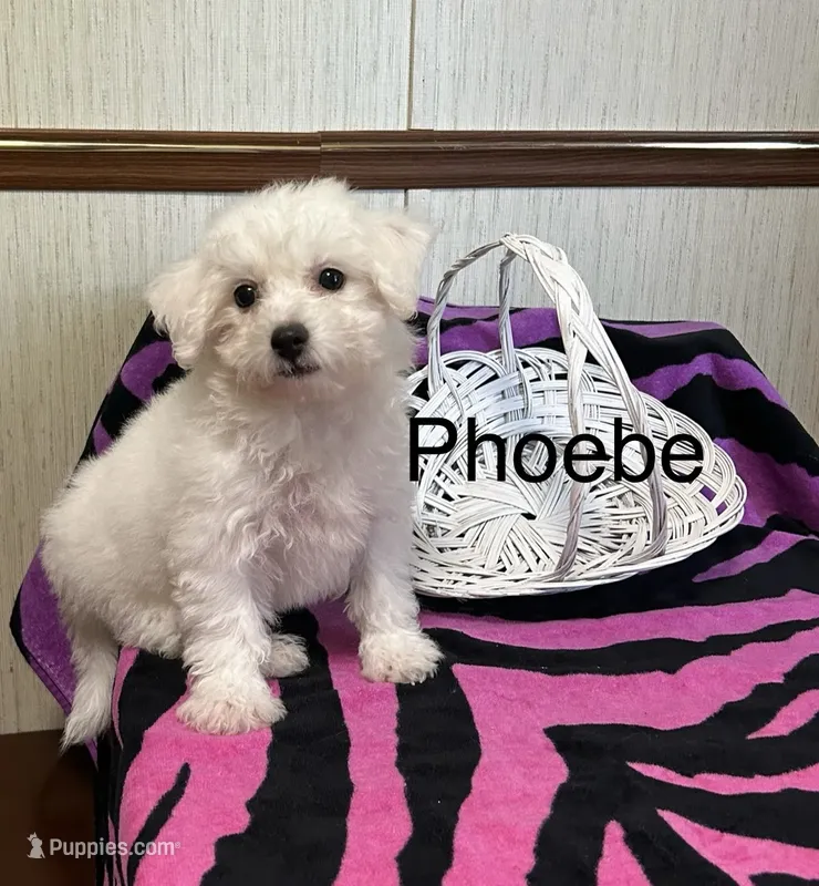 Phoebe – Bichon Frise puppy for sale in Montezuma, GA