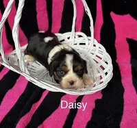 Daisy, a female Cavalier King Charles Spaniel for sale in Montezuma, GA – Photo 2 of 2