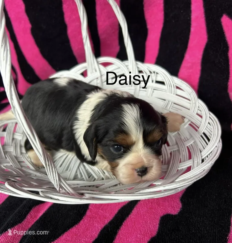 Daisy – Cavalier King Charles Spaniel puppy for sale in Montezuma, GA