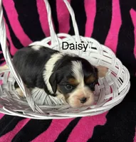 Daisy, a female Cavalier King Charles Spaniel for sale in Montezuma, GA – Photo 1 of 2