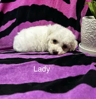 Lady, a female Bichon Frise for sale in Montezuma, GA – 2 of 2
